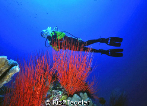 Walindi, West New Britain, PNG by Rick Tegeler 